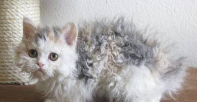 How Is This Curly-Haired Cat Even A Real Thing?