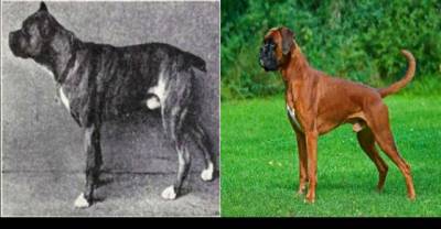 Shocking Ways Dogs Have Evolved Over 100 Years