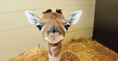 Surprisingly Cute Baby Animals