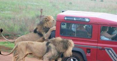 Terrifying Moment Lions Start Eating SUV Full Of Tourists