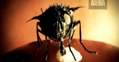 Botflies: The Monsters That Live Inside You