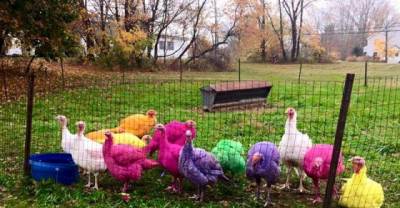 This Connecticut Turkey Farm Always Colors Its Birds For The Holidays