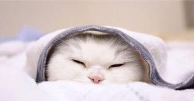 This 17-Year-Old Cat Is The Laziest Internet Star In Japan
