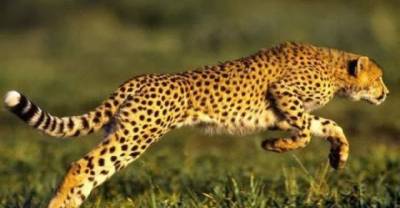 9 Interesting Animal Facts From Around The World