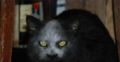 This Cat Got Covered In Flour And Now Looks Like A Demon