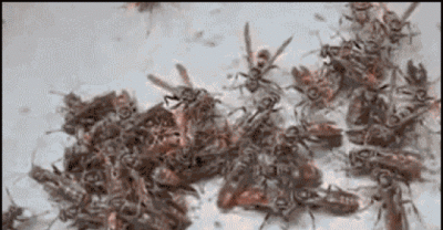 14 Horrible Things In The World Guaranteed To Make You Say &ldquo;NOPE!&rdquo;