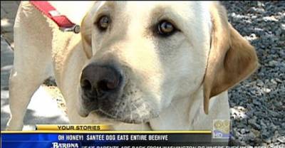 Dogs Have A Habit Of Eating Anything They Can Get Their Mouth On. Here Are 10 Of The Most Bizarre Things Eaten By Man's Best Friend