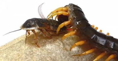 GROSS OUT! Centipede Devours Live Cockroach!