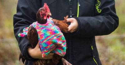 Woman Knits Tiny Sweaters For Rescued Chickens To Keep Them Warm