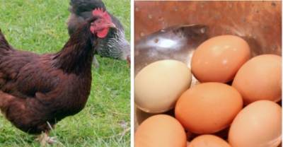 Couple Left Shell-Shocked After Wife Cracks Egg Only To Find This