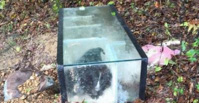 A Man Came Across This Aquarium In The Woods And You Won't Believe What Was Inside!