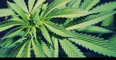 Reefer Madness Continues: Half Ounce Of Pot Gets Louisiana Man Twenty Years In Prison