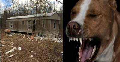 You Won't Believe What These 50 Dogs Did To Their Owner When She Died