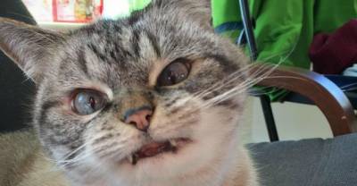 28 Cats That Are Coming For Revenge!
