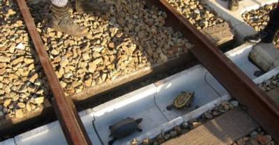 Japanese Railways Are Building Special Crossings For Turtles