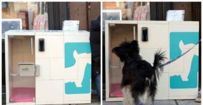 Public Dog Boxes The Next Big Business In New York!