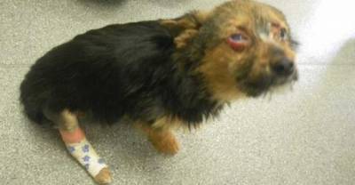 Puppy Rescued And Recovering After Being Fed Drugs, Burned And Left For Dead