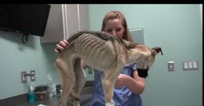 Whoever Owned This Dog Deserves To Rot In Jail, But Thank Heavens For The Ending!