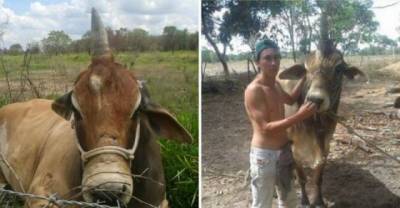 This Bullnicorn Is A One Of A Kind Discovery.. And It's Freaky!