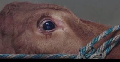 Emma Is So Terrified Of Going To Slaughter She Starts To Cry..