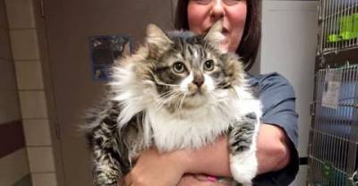 They Bring Happiness Back To 8 Year Old Shelter Cat Who Just Wanted To Be Loved