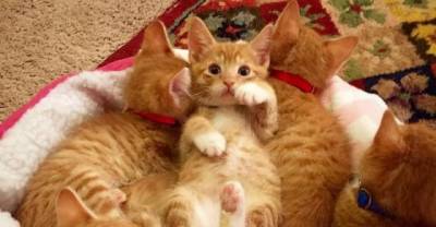 Six Ginger Foster Babies From The Same Litter! I Can&rsquo;t Tell Them Apart!