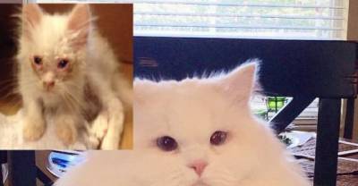 Cat Found On Roadside Surprises Humans With His True Fluff