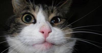 These Cats Lost Their Battle With Bees. How We Can Help!
