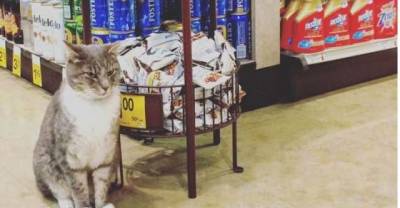 Cat Comes To Safeway Store Every Morning To Hang Out With Customers