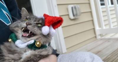 18 Hilarious Christmas Struggles Only Pet Owners Will Understand. #4 Is So True