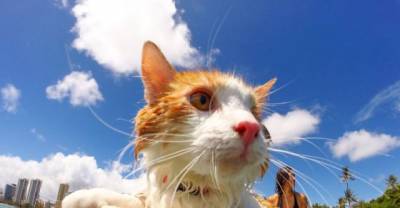 Adventure Cats Hike, Camp, Surf And Climb