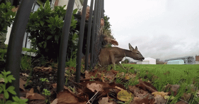 This Deer Got Stuck In A Fence Until Volunteers Came To Her Rescue