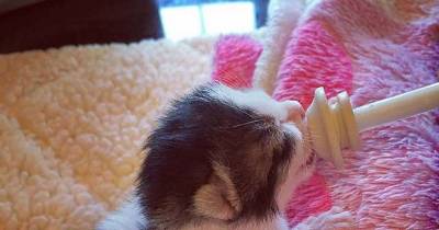 Tiny Newborn Kitten Found On Side Of Busy Road, Journey To Forever Home!