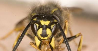 This Is How You Rid Yourself Of Wasps And Yellow Jackets Forever!