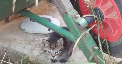 Motherless Kittens Walk Up To Father And Son For Help