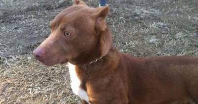 Pit Bull And Dachshund Have A Baby And It Goes Viral On Social Media