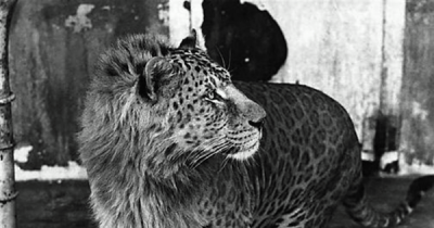 It&rsquo;s Hard To Believe These 17 Mind Blowing Animal Hybrids Actually Exist