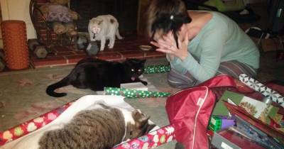 12 Cats Who Are Definitely Not Feeling The Christmas Cheer