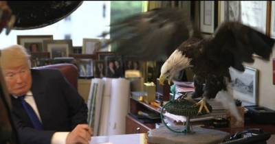 Donald Trump Attacked By Bald Eagle Named Uncle Sam, On Behalf of America