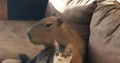 Scooter The Cat And Joejoe The Capybara Find Each Other And Become Best Friends!