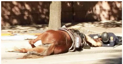 Heartbreaking: This Officer Comforted His Dying Horse After It Was Hit By A Truck