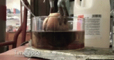 This Is What Happens When You Dip A McDonald&rsquo;s Cheeseburger In Stomach Acid! OMG!!!