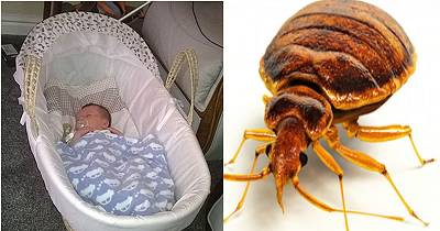 Mother Horrified After Discovering Her Baby's Sleeping Basket Is Infested With Bugs