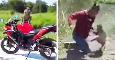 Guy Fist Fights This Monkey After Hitting It With A Shoe
