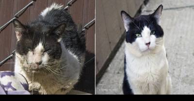 He Raised Money To Save A Stray Cat&rsquo;s Life