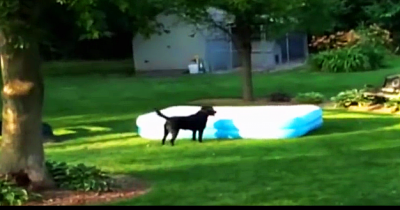 Now This Dog Knows How To Play Hide-And-Seek! The Cutest Thing You'll See Today!