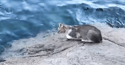 Watch This Sneaky Cat Catch A Fish Right Out Of The Water