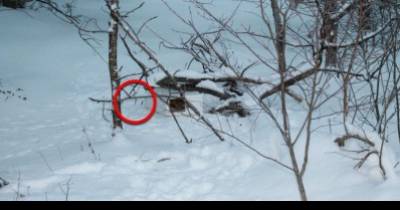 This Boy Was Playing In The Snow When He Tripped On A Frozen Baby!