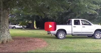Man Attempts To Pull A Tree Out Of The Ground With His Truck