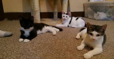 This Person Turned Their Spare Bedroom Into A Foster Room For 24 Cats